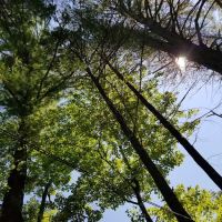 Laurel Lake Campgrounds ico