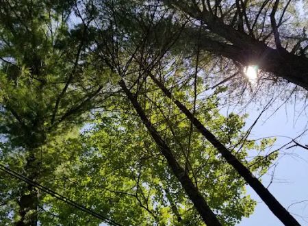 Laurel Lake Campgrounds