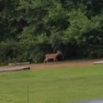 Harbour Light Estates