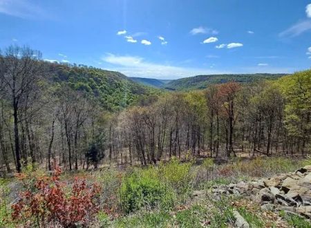 Loyalsock State Forest campsite #360