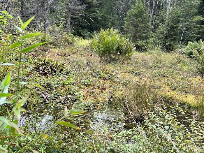 Loyalsock State Forest campsite #360 Picture 2