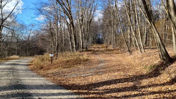 Loyalsock State Forest campsite #360 Picture 5