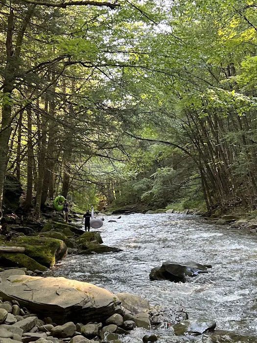 Loyalsock State Forest campsite #360 Picture 3