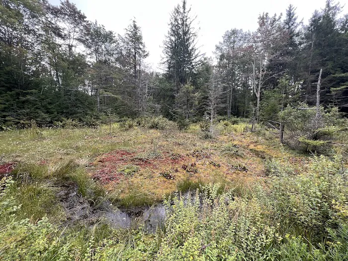 Loyalsock State Forest campsite #360 Picture 8
