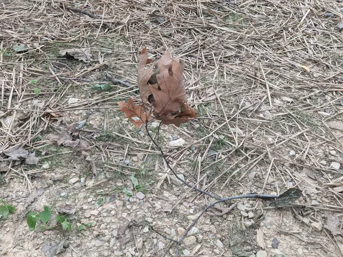 Codorus State Park Campground Picture 1