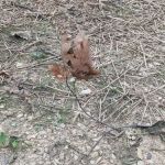 Codorus State Park Campground