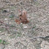 Codorus State Park Campground ico
