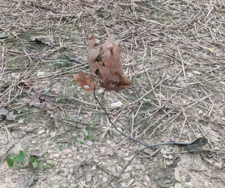 Codorus State Park Campground