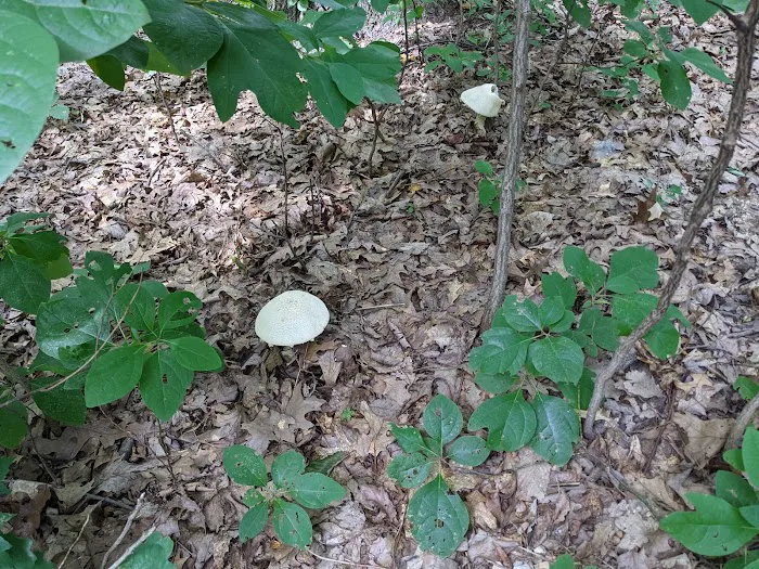 Codorus State Park Campground Picture 5