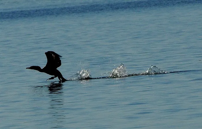 Hoopers Harbor Picture 6