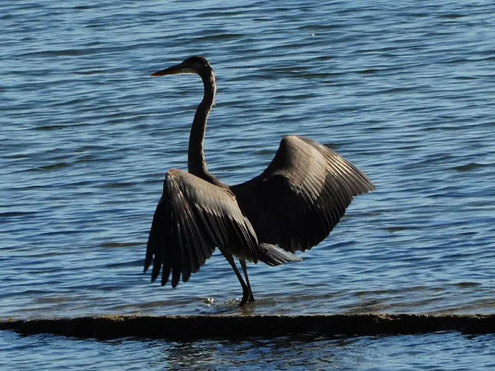 Hoopers Harbor Picture 10