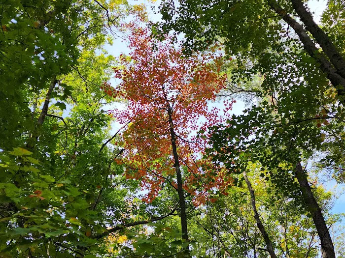 Blueberry Patch Campground Picture 10