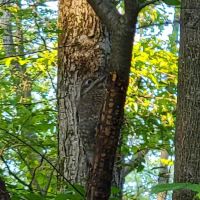 Blueberry Patch Campground ico
