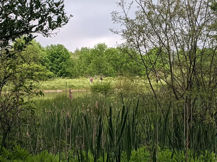 Foster pond camping area Picture 6