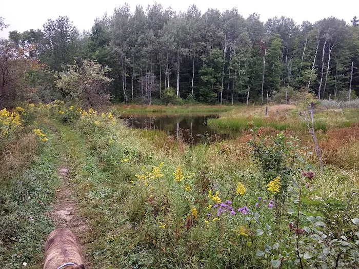 Foster pond camping area Picture 5