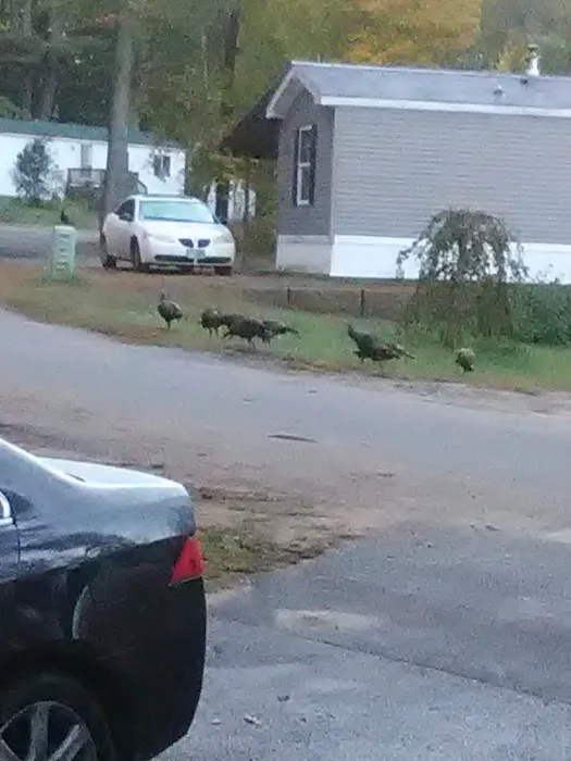 Interlakes Mobile Home Park Picture 1