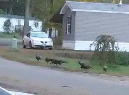 Interlakes Mobile Home Park