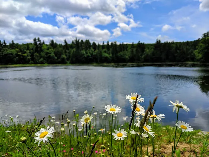 Gilson Pond Campground Picture 6