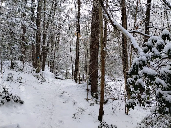 Willard Brook State Forest Campground Picture 3