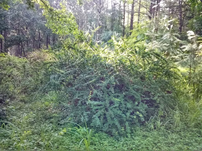 Primitive Campsite #5 Picture 3