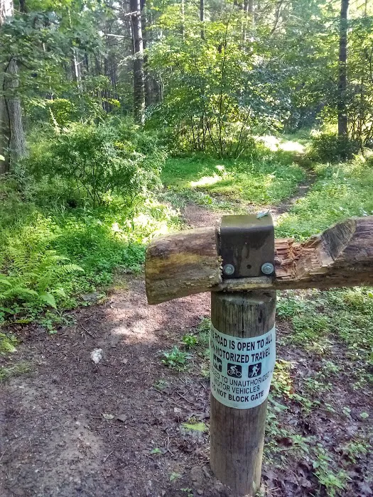 Primitive Campsite #5 Picture 4