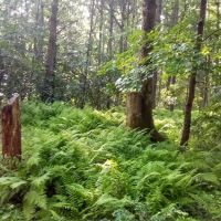 Primitive Campsite #5 ico