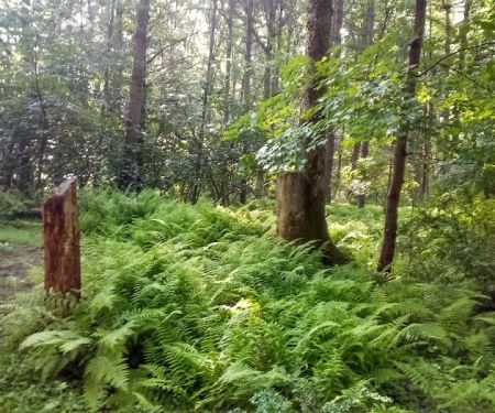 Primitive Campsite #5
