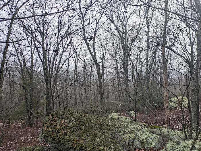 Primitive Campsite #4 Picture 9