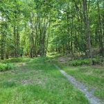 Primitive Campsite #7