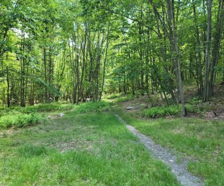 Primitive Campsite #7
