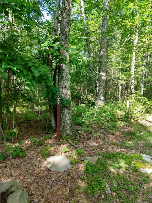 Primitive Campsite #7 Picture 4
