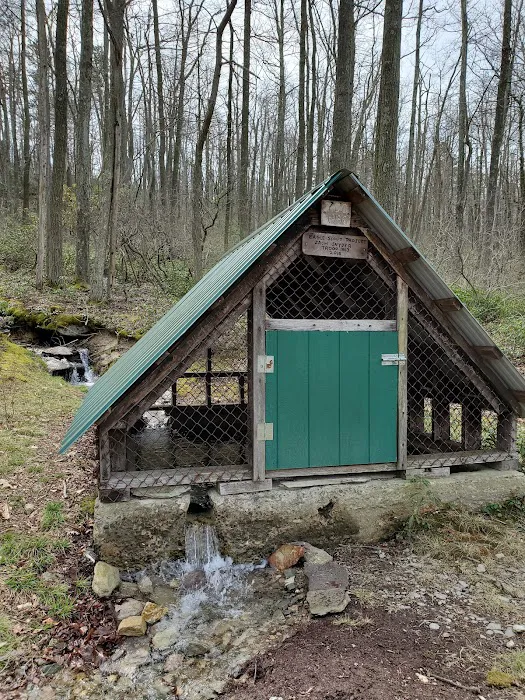 Primitive Campsite #8 Picture 10