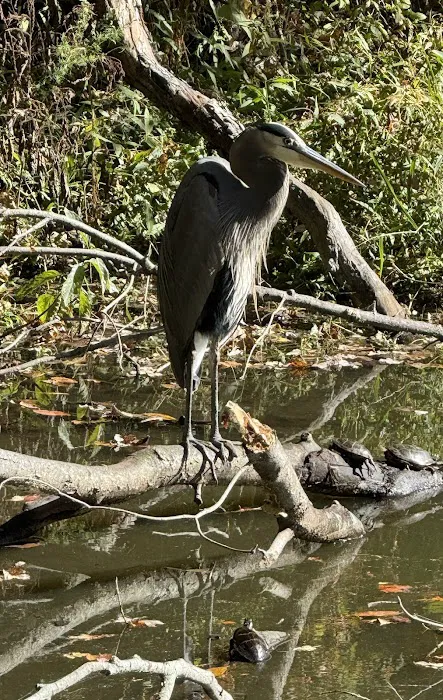 Trap Pond Picture 2