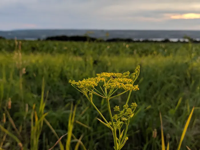 Sunset On Seneca Campsites Picture 4