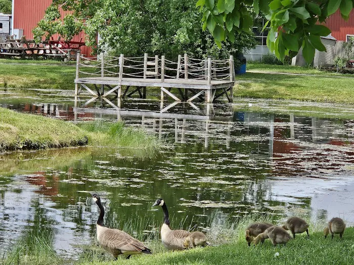 Paradise Park Campground Picture 6
