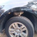 Shore Trailer Sales