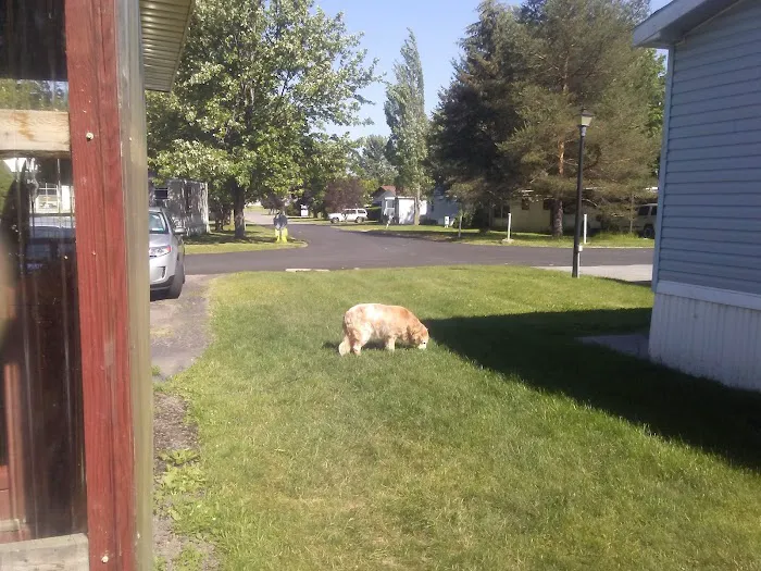 Applewood Mobile Home Estate Picture 3
