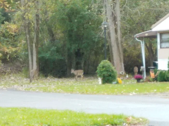 Applewood Mobile Home Estate Picture 6