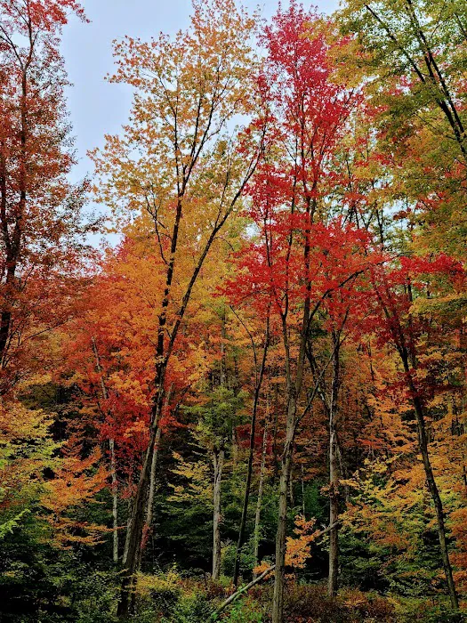Tree Farm Campground Picture 2