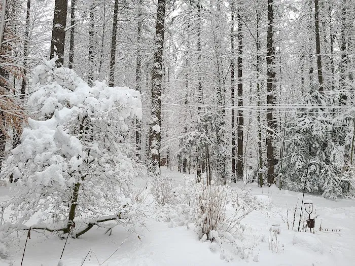 Tree Farm Campground Picture 10