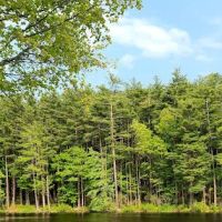 Pine lake campground ico