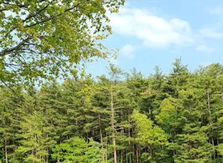 Pine lake campground