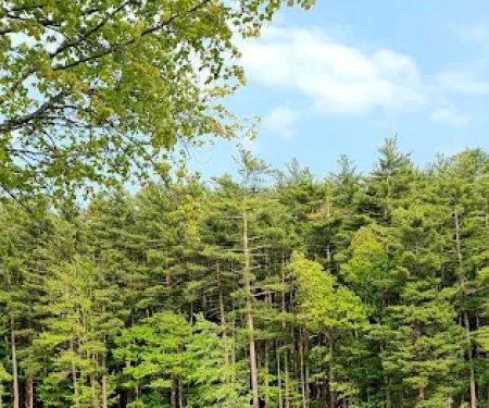Pine lake campground