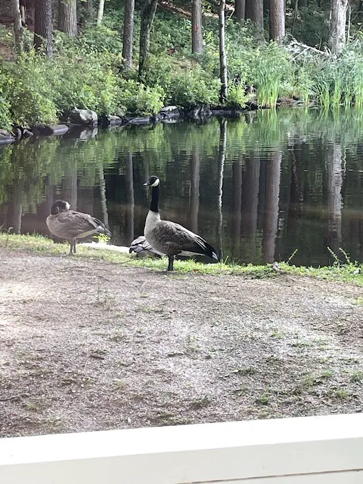 Pine lake campground Picture 2