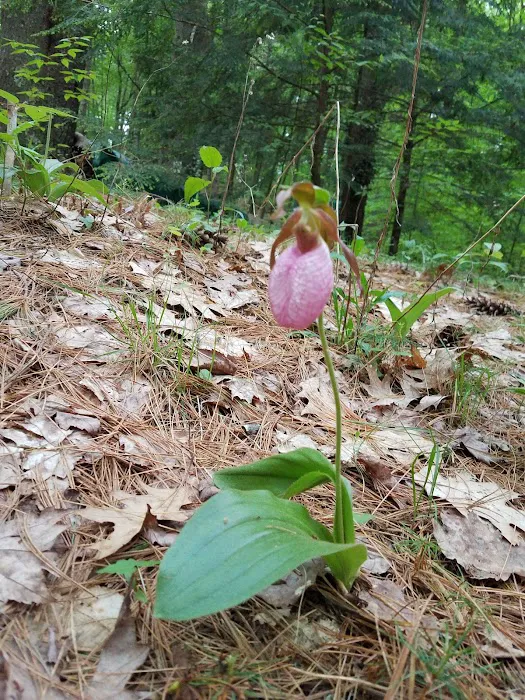 Partridge Hollow Campground Picture 6