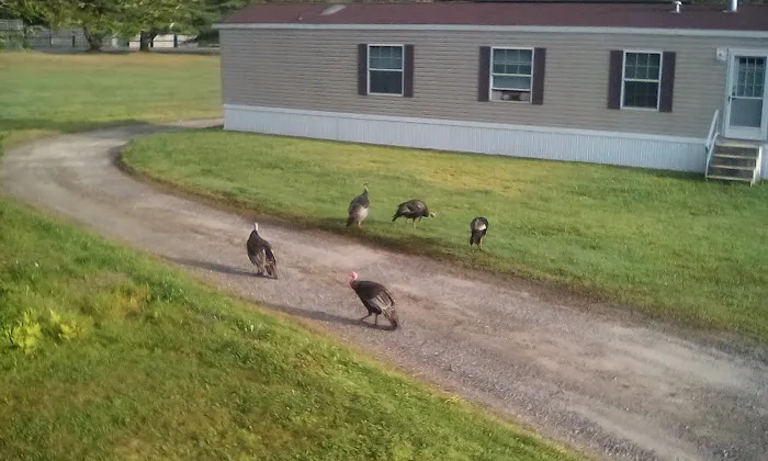 Cathance Trailer Park Picture 2