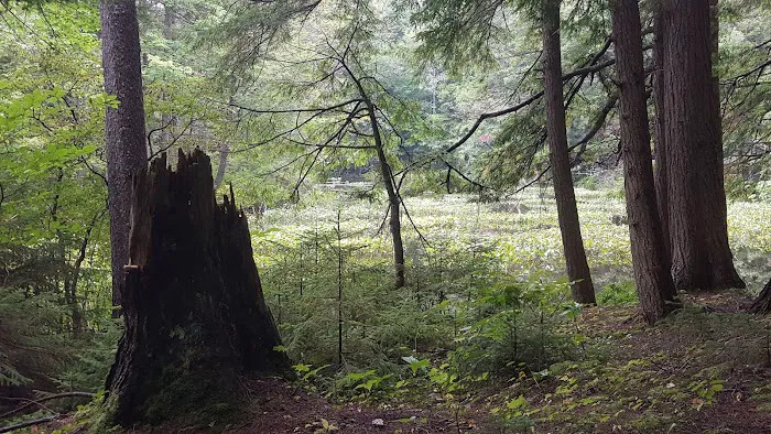 Alger Island Campground Picture 9