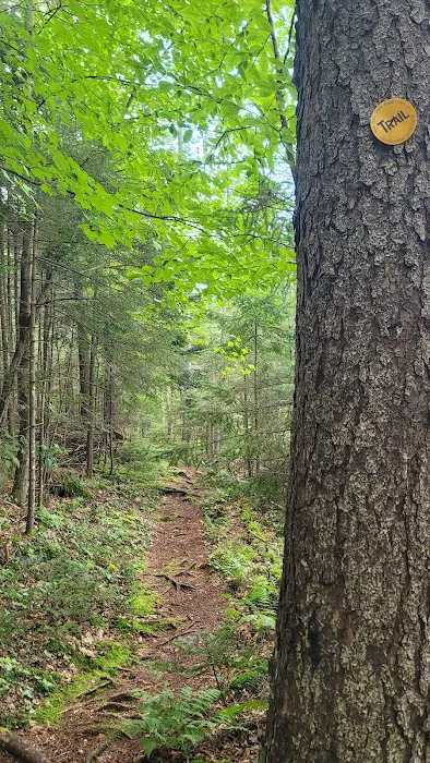 Limekilm campground nature trial Picture 3