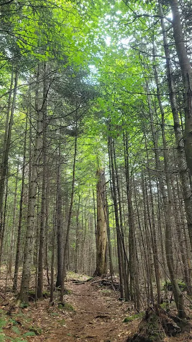 Limekilm campground nature trial Picture 4