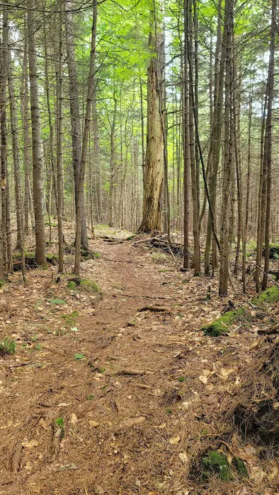 Limekilm campground nature trial Picture 8